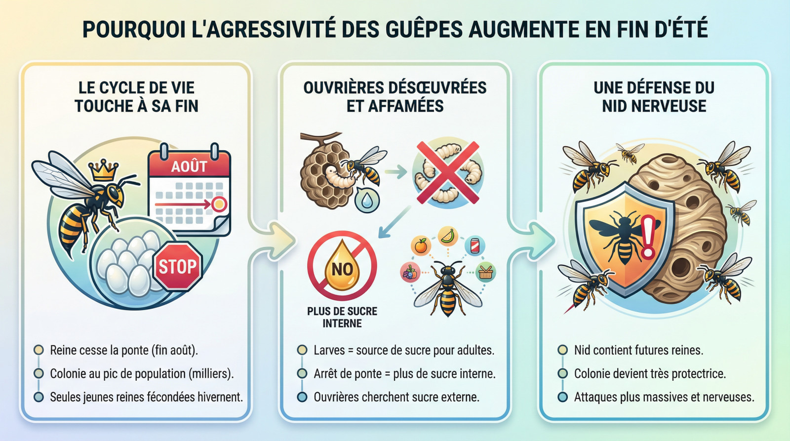 Guêpe ouvrière agressive cherchant du sucre sur un fruit en fin d'été