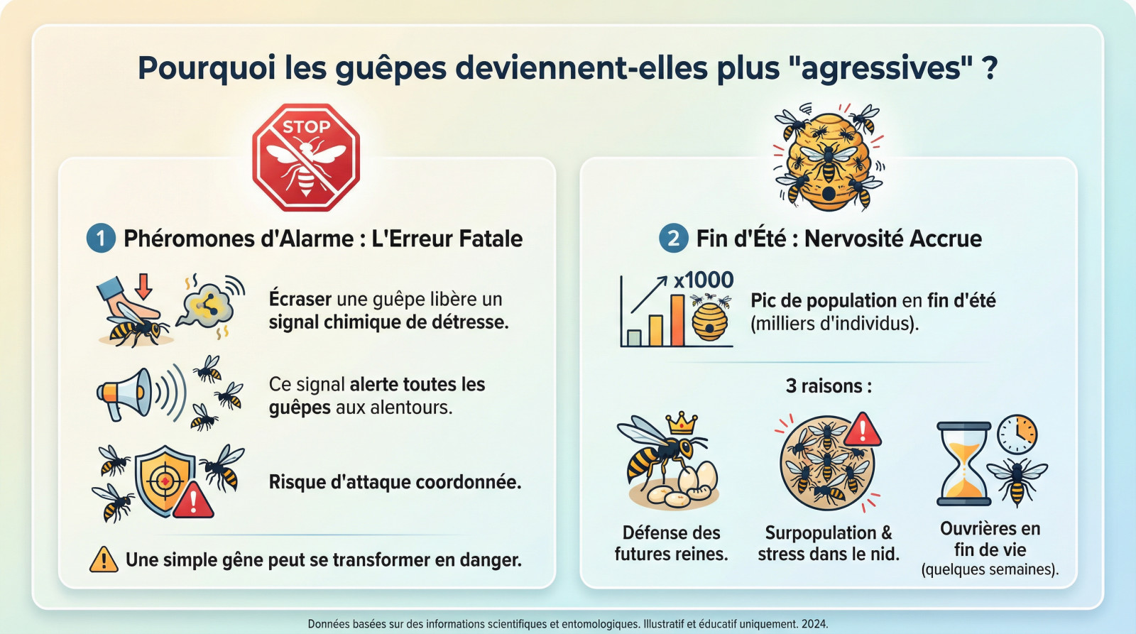 <strong>Guêpe agressive en fin d&rsquo;été</strong> » width= »100% » />
</p>
<p>Dès août, elles débarquent. Ce n&rsquo;est pas de la malchance, c&rsquo;est biologique. Tout l&rsquo;été, les ouvrières nourrissent les larves qui, en échange, leur offrent un liquide sucré. Mais en fin de saison, la reine arrête de pondre. Plus de larves, plus de sucre. En manque de glucides et au « chômage technique », ces ouvrières affamées <strong>se rabattent alors sur nos sodas</strong>, devenant très insistantes.</p>
<p>Mais leur nervosité s&rsquo;explique par <strong>d&rsquo;autres mécanismes précis</strong>.</p>
<h3>Le piège des phéromones d&rsquo;alarme</h3>
<p>Écraser l&rsquo;intruse est la pire erreur. En mourant, la guêpe libère des phéromones d&rsquo;alarme, un signal de détresse chimique. Ce message agit comme une sirène qui alerte toutes les autres guêpes du secteur.</p>
<blockquote>
<p>Tenter d&rsquo;écraser une seule guêpe, c&rsquo;est prendre le risque de <strong>déclencher une attaque coordonnée</strong>, transformant une simple gêne en véritable danger.</p>
</blockquote>
<h3>Une forteresse surpeuplée et sur les nerfs</h3>
<p>La colonie atteint son pic de population avant l&rsquo;automne. Avec des milliers d&rsquo;individus, les rencontres sont inévitables et <strong>la tension monte</strong>.</p>
<ul>
<li><strong>Défense des futures reines</strong> : Les ouvrières protègent agressivement les reines fécondées, unique espoir de l&rsquo;espèce.</li>
<li><strong>Surpopulation</strong> : La densité extrême dans le nid augmente le stress général.</li>
<li>Fin de vie : En fin de cycle, les ouvrières n&rsquo;ont plus rien à perdre, favorisant un <strong>comportement erratique</strong>.</li>
</ul>
<h2 id=