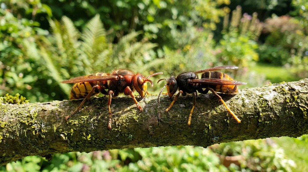 European hornet (left, reddish-brown/yellow) and Asian hornet (right, dark/yellow leg tips) on a branch, illustrating key differences.